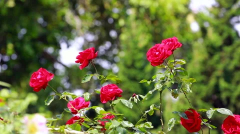 Footage of Roses in garden Stock Footage 59135922