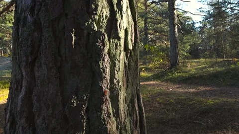 Footage of rough tree trunk in foreground, texture of an old pine tree bark in Stock Footage 293460196
