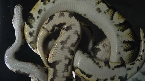 Footage royal ball phytons, camera rushed down Stock-Footage 112633711