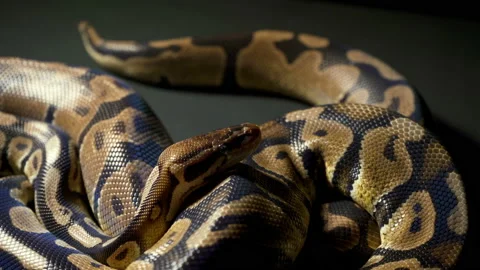 Footage of royal ball python on black table Stock-Footage 111782791