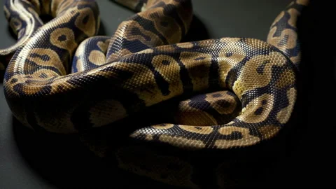 Footage of royal ball python on black Stock-Footage 118045523