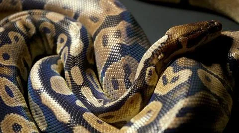 Footage of royal ball python on black texture Stock-Fotos