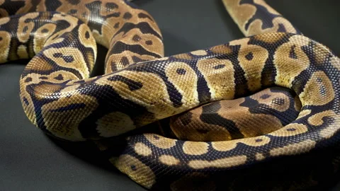 Footage of royal ball python in dark Stock-Footage 111782558