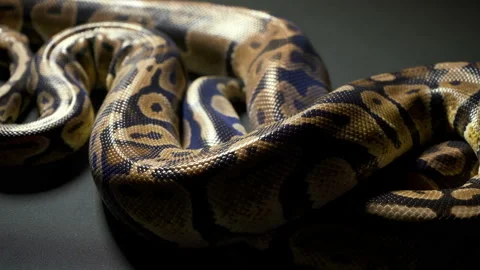Footage of royal ball python on dark table Stock-Footage 111826983