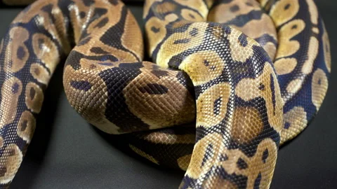 Footage of royal ball python in dark background Stock-Footage 117541527