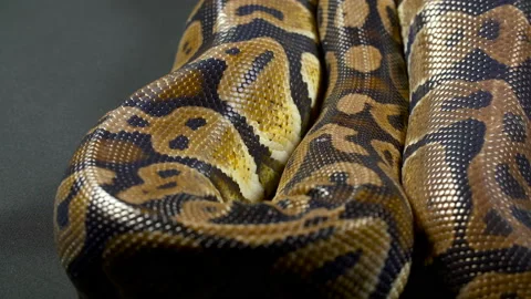 Footage of royal ball python on dark background Stock-Footage 118045278