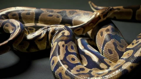 Footage of royal ball python on dark texture Stock Footage 118045723