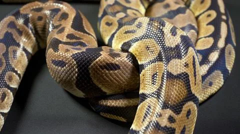 Footage of royal ball python in dark background Foto stock