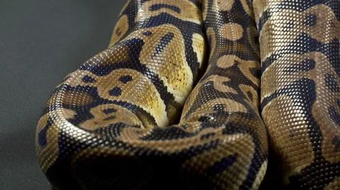 Footage of royal ball python on dark background Stock-Fotos