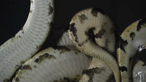 Footage of royal phytons, camera rushed down Stock-Footage 118059892