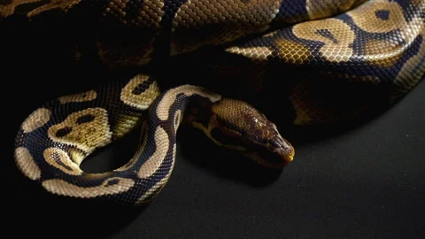 Footage of royal python in black background Stock-Footage 117162741