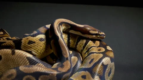 Footage of royal python on black background Stock-Footage 118049494