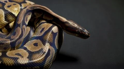 Footage of royal python on black background Stock-Fotos