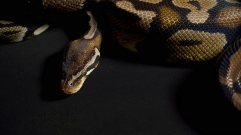 Footage of royal python in black Stock-Footage 111784585