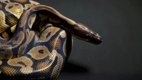 Footage of royal python on black Stock-Footage 111829373