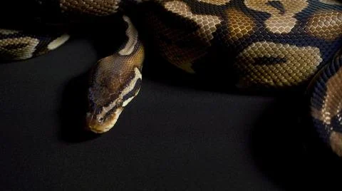 Footage of royal python on black surface Stock-Fotos