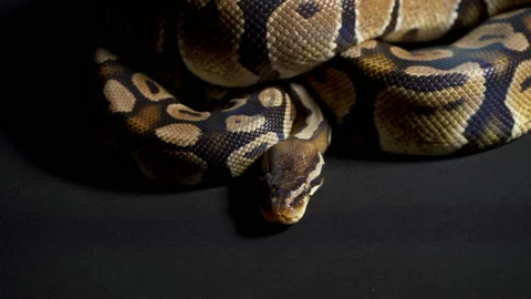 Footage of royal python on black table Stock-Footage 111785074