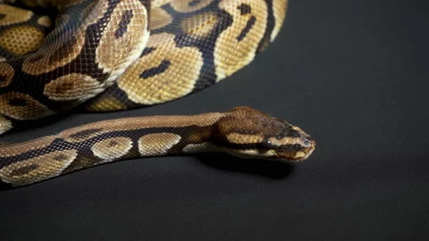 Footage of royal python on black texture Stock-Footage 118898551