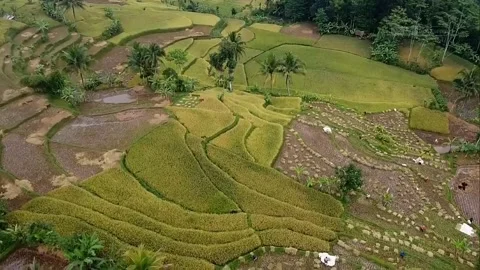 Footage of the rural rice fields Stock Footage 217783007