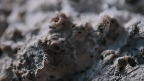 Footage of salt-like crystals falling on the surface of a European flat oyster Vidéo 232293576