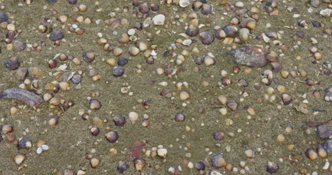 Footage of sandy beach full of empty freshwater shells Stock Footage 258959136
