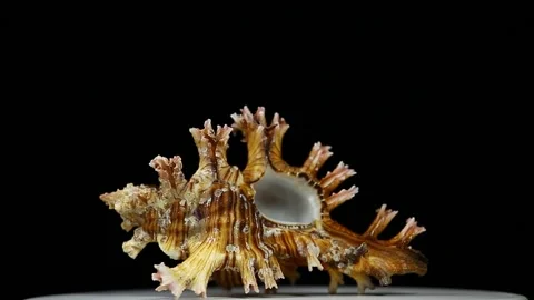 Footage of seashell dark background Stock Footage 207805802