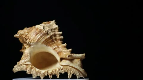 Footage of seashell dark background studio Stock Footage 149924431