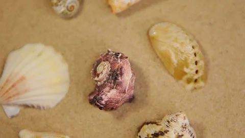 Footage of seashell sand background Stock Footage 209148754