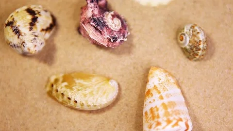 Footage of seashell sand background Stock Footage 209149133