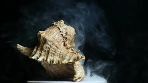 Footage of seashell smoke dark background studio Stock Footage 149924071