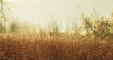 Footage with selective focus showing dry yellow vegetation on a shore of lake Stock Footage 263123265
