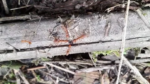 Footage of several red ants attacking a black ant Stock Footage 181385299