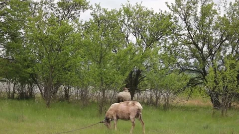 Footage with a sheep Video stock 154710318