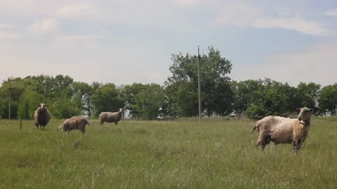 Footage with a sheep Video stock 154710341