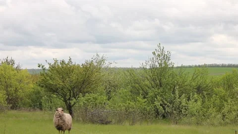 Footage with a sheep Video stock 154710863