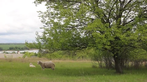 Footage with a sheep Stock Footage 154711071