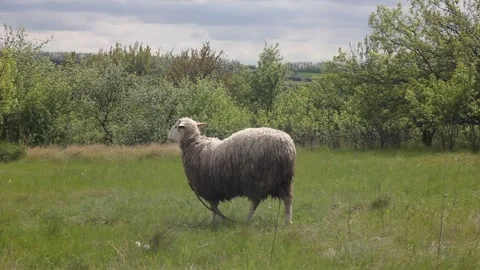 Footage with a sheep Video stock 154711091
