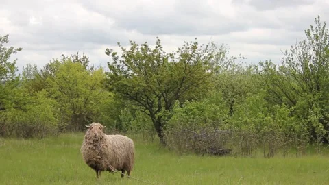 Footage with a sheep Video stock 154711368