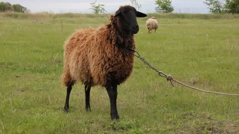 Footage with a sheep Video stock 154712173