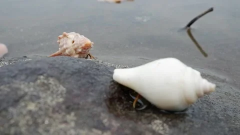 Footage of shells falling and slipping on rocks 動画素材 224644526