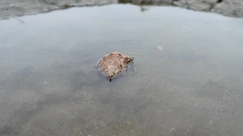 Footage of shells playing in the water and sand Stock Footage 224644607