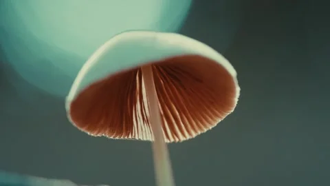 This footage showcases a mushroom close-up Stock Footage 336976097