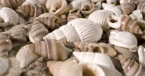 Footage Showcasing Sandy Seashells With Spiral Patterns And Weathered Textures Stock Footage 334708508