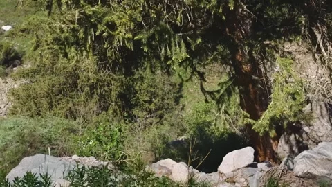 Footage shows a cedar tree (likely Cedrus or Juniperus cedrus), Ala Archa Nation Stock Footage 306565983