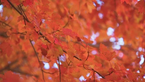Footage shows a close-up of maple leaves in their vibrant autumn colors. Storm K Stock Footage 304246768