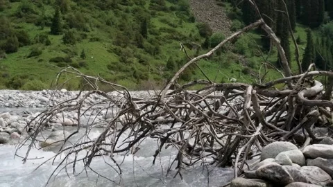 Footage shows a fallen dry tree trunk located near a rocky riverbank, Ala Archa Stock Footage 306567079