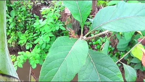 The footage shows a group of ants working on a tree branch Stock Footage 336145961