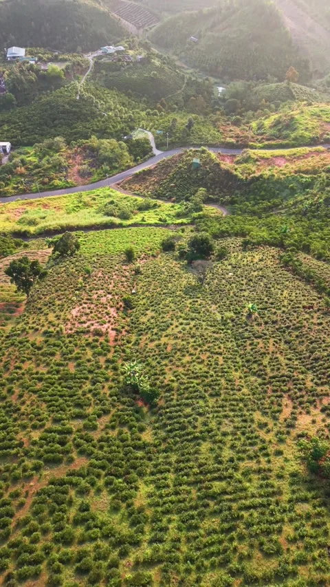 Footage shows the vast fields and hills of Lam Dong, Vietnam. Green plants fill Video stock 331009212