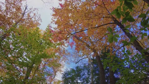 The Footage Shows a View Looking Up into the Canopy of a Forest in Autumn in the Stock Footage 306194848