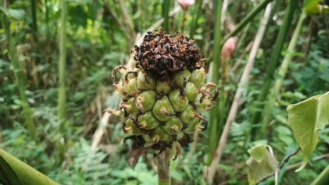 Footage from side view to top view: Green fruit Kantan in the garden. Stock Footage 96281412